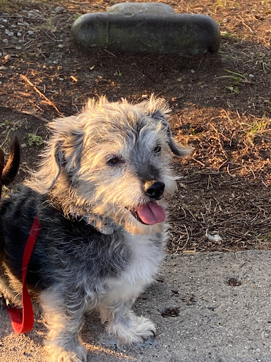 Pet Supply Store «PetSmart», reviews and photos, 104 Dettro Dr, Mattoon, IL 61938, USA