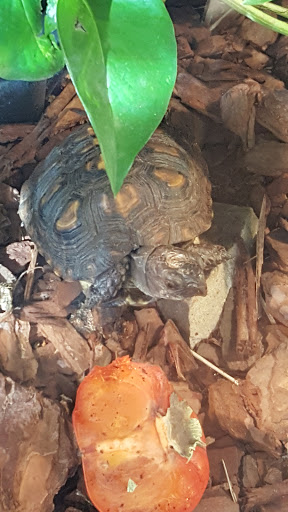 Nature Preserve «Autrey Mill Nature Preserve & Heritage Center», reviews and photos, 9770 Autrey Mill Rd, Johns Creek, GA 30022, USA