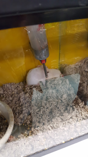 Pet Store «Petland Discounts - Westchester Sq.», reviews and photos, 25 Westchester Square, Bronx, NY 10461, USA