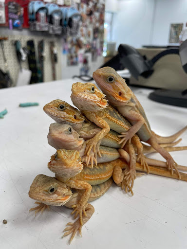 Pet Groomer «Pet World», reviews and photos, 4033 W Mercury Blvd, Hampton, VA 23666, USA