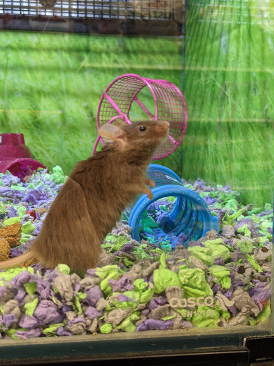 Pet Supply Store «PetSmart», reviews and photos, 700 Gallery Blvd b, Scarborough, ME 04074, USA