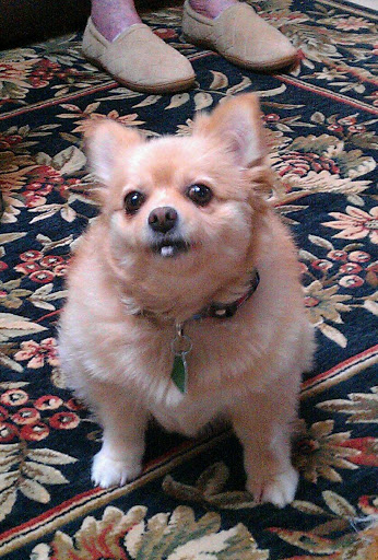 Pet Supply Store «PetSmart», reviews and photos, 1285 Johnson Ferry Rd, Marietta, GA 30068, USA