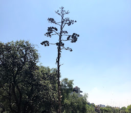 Cuicuilco Pyramid photo