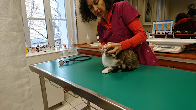 Clinique Vétérinaire Clémenceau à Grand-Couronne