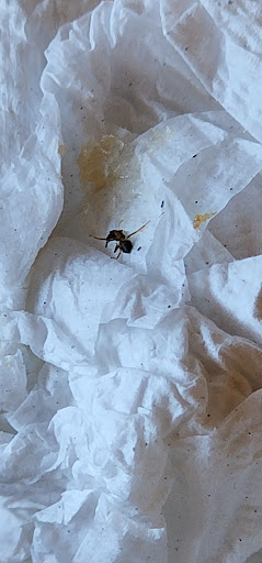 American Restaurant «Cracker Barrel Old Country Store», reviews and photos, 9214 Park W Blvd, Knoxville, TN 37923, USA