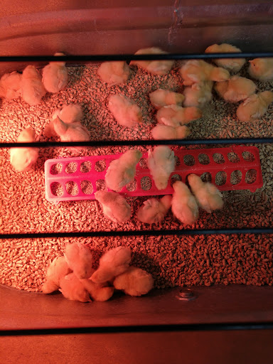 Animal Feed Store «Wilco Farm Store», reviews and photos, 3408 Hunt St NW, Gig Harbor, WA 98335, USA