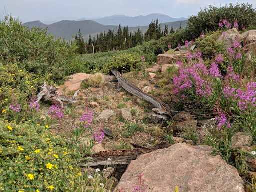 Nature Preserve «Mount Goliath Natural Area», reviews and photos, Mt Evans Rd, Evergreen, CO 80439, USA