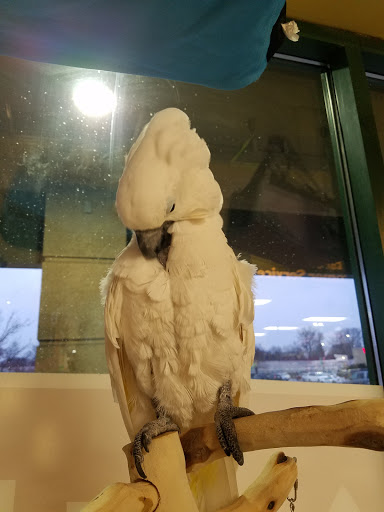 Pet Store «Petland», reviews and photos, 2123 Old Hudson Rd, St Paul, MN 55119, USA