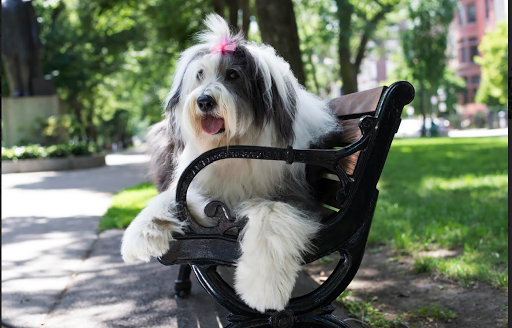 Pet Store «Pawsh Dog Boutique», reviews and photos, 31 Gloucester St, Boston, MA 02115, USA