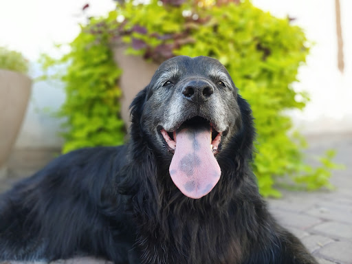 Park «Water Tower Plaza», reviews and photos, 45 W Page Ave, Gilbert, AZ 85233, USA