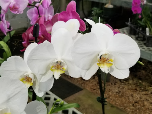 Florist «Little Brook Orchids», reviews and photos, 25 Rider Ave, Lancaster, PA 17603, USA