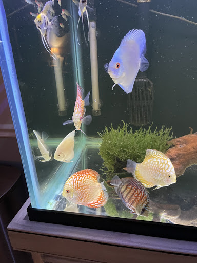 Tropical Fish Store «Jack Wattley Discus», reviews and photos, 6944 NE 4th Ave, Miami, FL 33138, USA