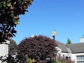 Burrows Roof Cleaning Services