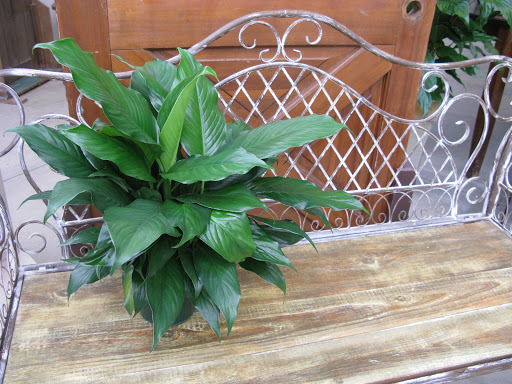 Florist «Ray Hunter Florist & Garden», reviews and photos, 16153 Eureka Rd, Southgate, MI 48195, USA