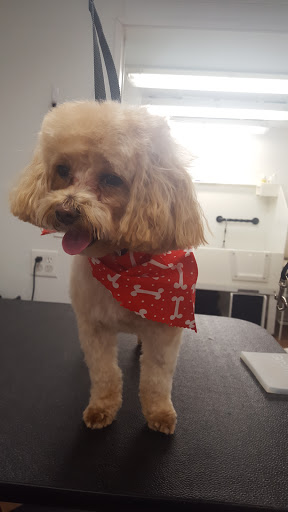 Pet Groomer «Plush Pups Dog Grooming & Pet Supplies», reviews and photos, 2335 Huntingdon Pike, Huntingdon Valley, PA 19006, USA