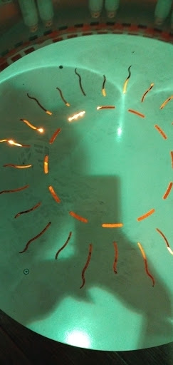 Gym «Planet Fitness», reviews and photos, 2830 S Bay St, Eustis, FL 32726, USA