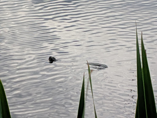 Lodge «The Lodge at Liberty Forge», reviews and photos, 3804 Lisburn Rd, Mechanicsburg, PA 17055, USA