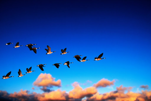 Flying V Group Digital Marketing image