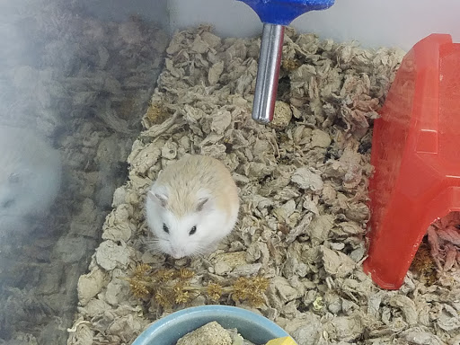 Pet Supply Store «Petco Animal Supplies», reviews and photos, 845 S Arroyo Pkwy, Pasadena, CA 91105, USA