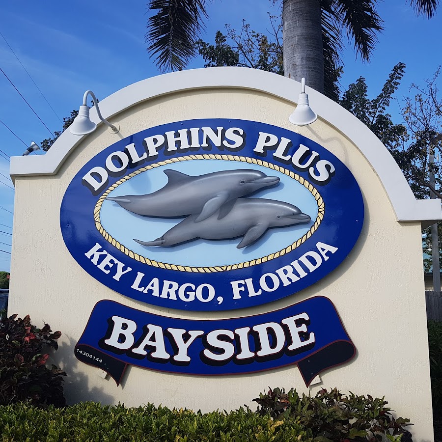Dolphins Plus Bayside