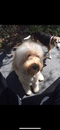 Doggy Do Mobile Pet Salon - Photo 8 - Car repair in , Salt Lake City