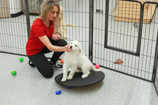 Pet Store «Animal Kingdom», reviews and photos, 5000 S Arizona Mills Cir, Tempe, AZ 85282, USA