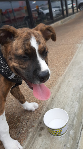 Pet Supply Store «Petsense Searcy», reviews and photos, 3450 E Race Ave, Searcy, AR 72143, USA