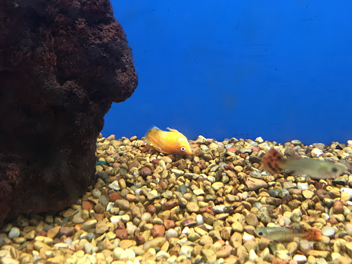 Pet Supply Store «Petco Animal Supplies», reviews and photos, 28400 Dequindre Rd, Warren, MI 48092, USA