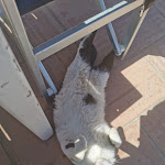 Photo n°5 de l'avis de tozzifan.a fait le 28/04/2022 à 12:22 sur le  Miraggio Ristorante E Club à Fregenae