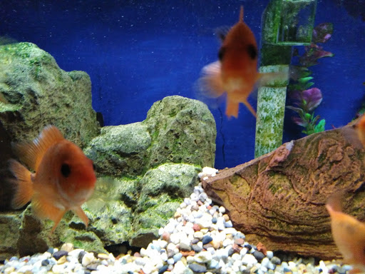 Pet Store «Pets Plus-Reptiles & Exotic», reviews and photos, 421 West Ave, Lockport, NY 14094, USA