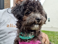 WaggnTails Pet Care LLC - Photo 6 - Car repair in , Washington