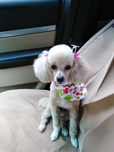 Pet Groomer «A Klassy Lassie, LLC», reviews and photos, 30 Old Jackson Rd, McDonough, GA 30252, USA