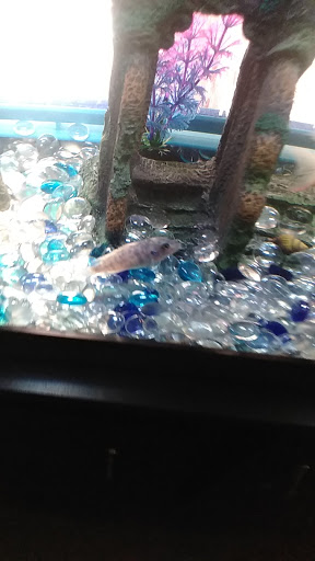 Pet Store «Fish R Us», reviews and photos, 10855 TX-242, Conroe, TX 77385, USA