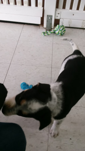 Pet Store «Pets Plus - Quakertown», reviews and photos, 117 S West End Blvd, Quakertown, PA 18951, USA