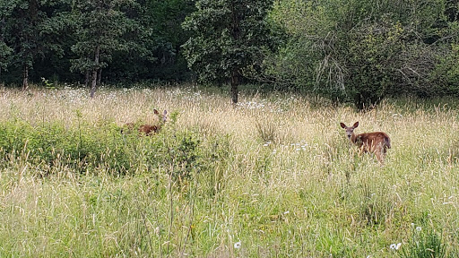 Park «Mount Talbert Nature Park», reviews and photos, 10945 SE Mather Rd, Clackamas, OR 97015, USA