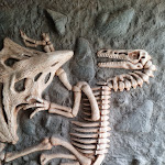 Photo n° 21 de l'avis de Yann.d fait le 12/02/2023 à 15:43 pour Dino Parc à Coudekerque-Branche