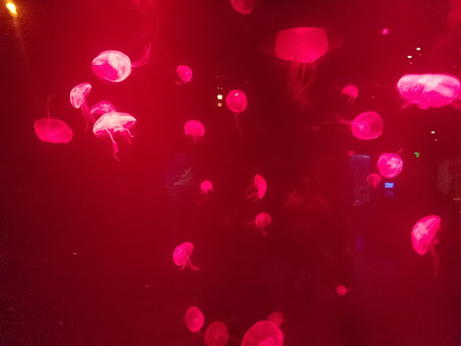 Tropical Fish Store «Concord Aquarium», reviews and photos, 1776 Arnold Industrial Way, Concord, CA 94520, USA