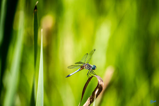 Nature Preserve «Melvin L. Newman Wetlands Center», reviews and photos, 2755 Freeman Rd, Hampton, GA 30228, USA