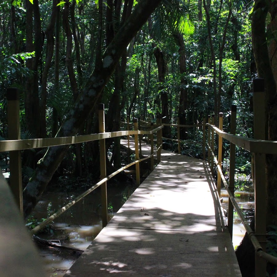 Pterocarpus Forest
