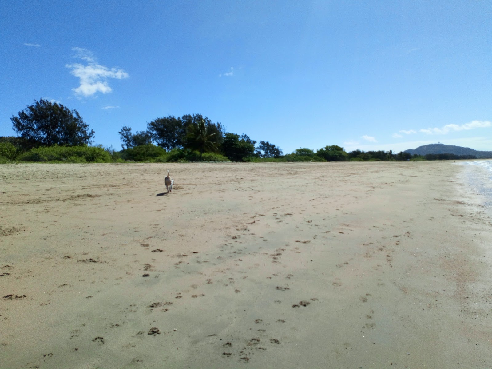 Foto van Pallarenda Dog Beach wilde omgeving
