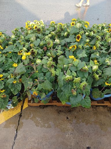 Home Improvement Store «The Home Depot», reviews and photos, 1624 E 165th St, Hammond, IN 46320, USA