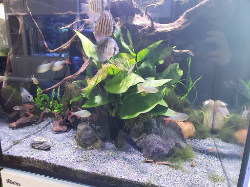 Tropical Fish Store «Greenwich Aquaria», reviews and photos, 1064 E Putnam Ave, Riverside, CT 06878, USA