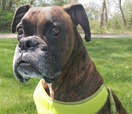 Pet Store «The Dog Dive», reviews and photos, 1613 Riverview Dr, Kalamazoo, MI 49004, USA