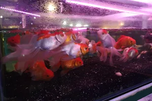 Purnama aquarium image