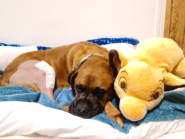 Reviews of Christchurch Veterinary Referrals in Ipswich - Veterinarian