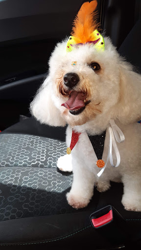 Clínica Veterinária Pelo Pena em São Paulo - SP