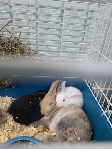 Shopping Mall «Airport Mall», reviews and photos, 1129 Union St, Bangor, ME 04401, USA