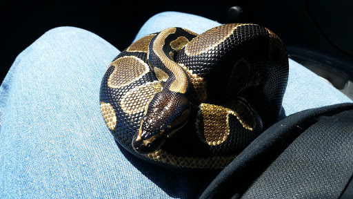 Pet Supply Store «Pet Supplies Plus», reviews and photos, 4856 Harvest Mill Way, Knoxville, TN 37918, USA