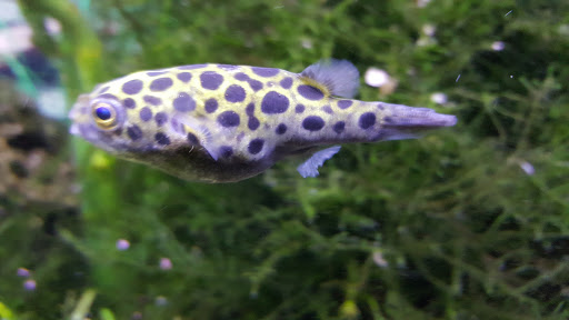 Pet Supply Store «Petco Animal Supplies», reviews and photos, 11633 Ulysses Ln NE #200, Blaine, MN 55434, USA