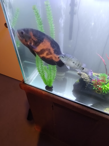 Fish N Tanks